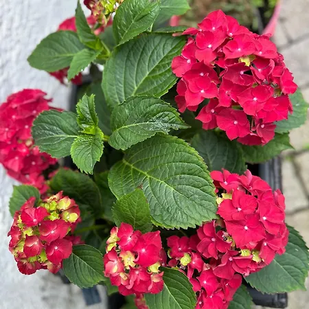 Landgasthaus Tenne Am Schloss イン
