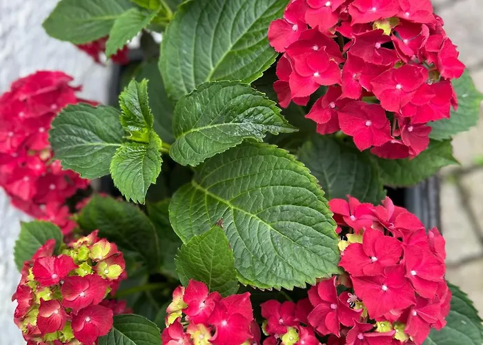 Landgasthaus Tenne Am Schloss Inn